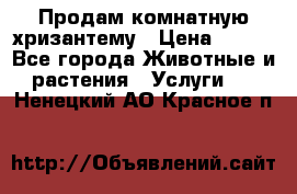 Продам комнатную хризантему › Цена ­ 250 - Все города Животные и растения » Услуги   . Ненецкий АО,Красное п.